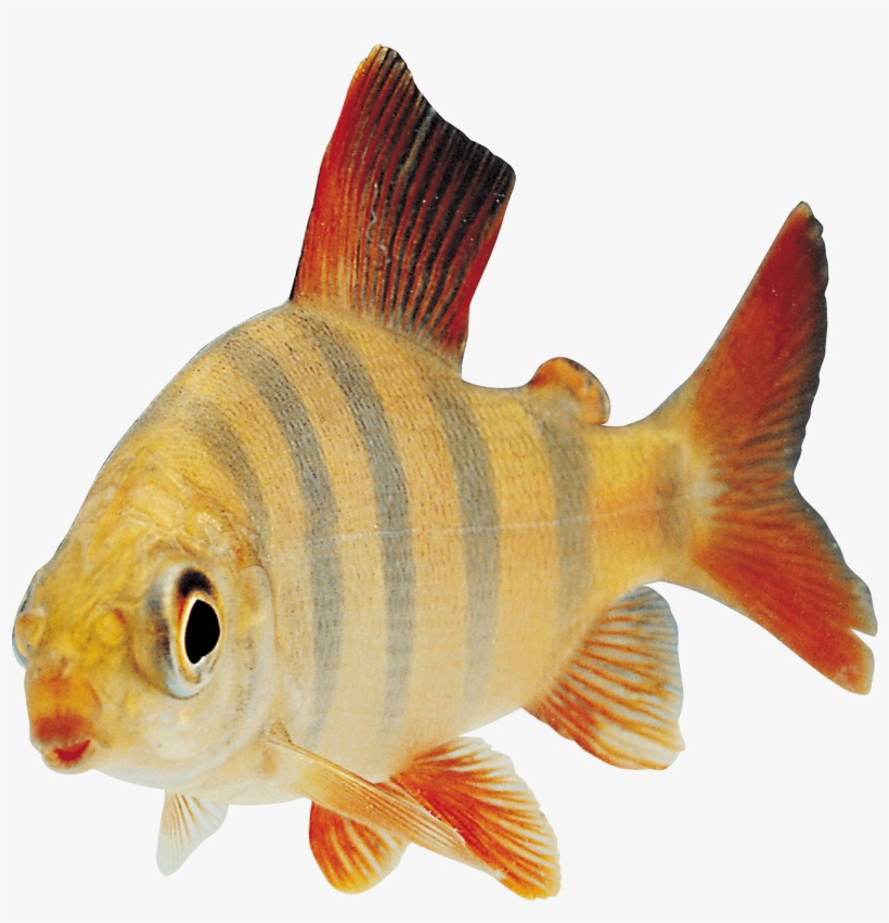 Animals - Fish Transparent, transparent png download