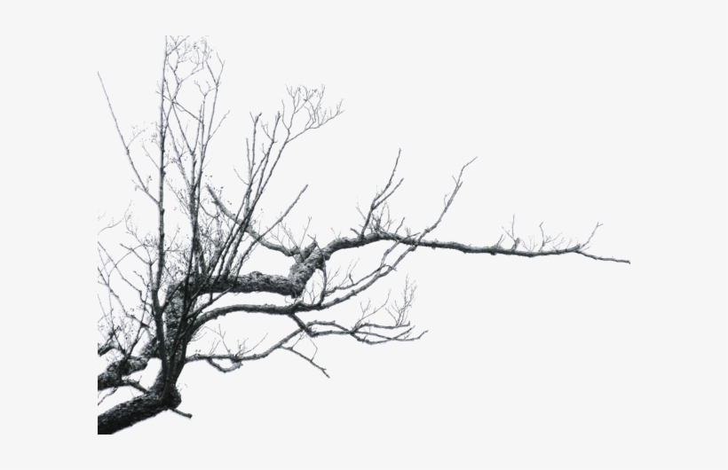 Branches - Branch Png, transparent png download