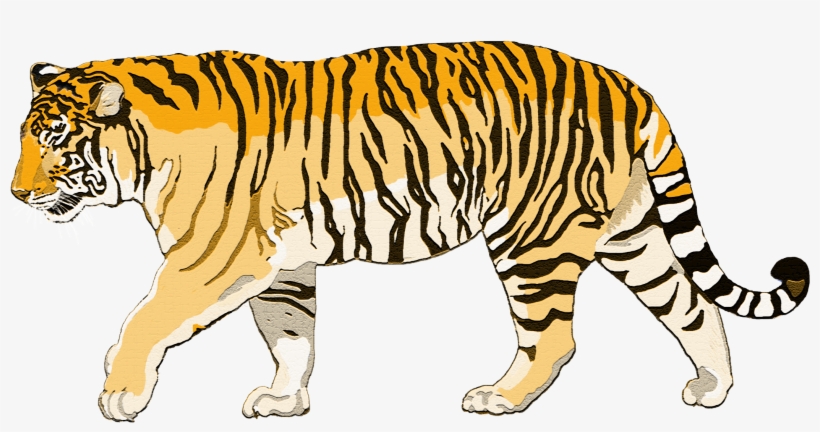 Walking Tiger Png Photo - Tiger Walking Png, transparent png download