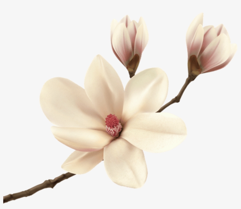 White Spring Magnolia Branch Png Clip Art Image - Magnolia Png, transparent png download