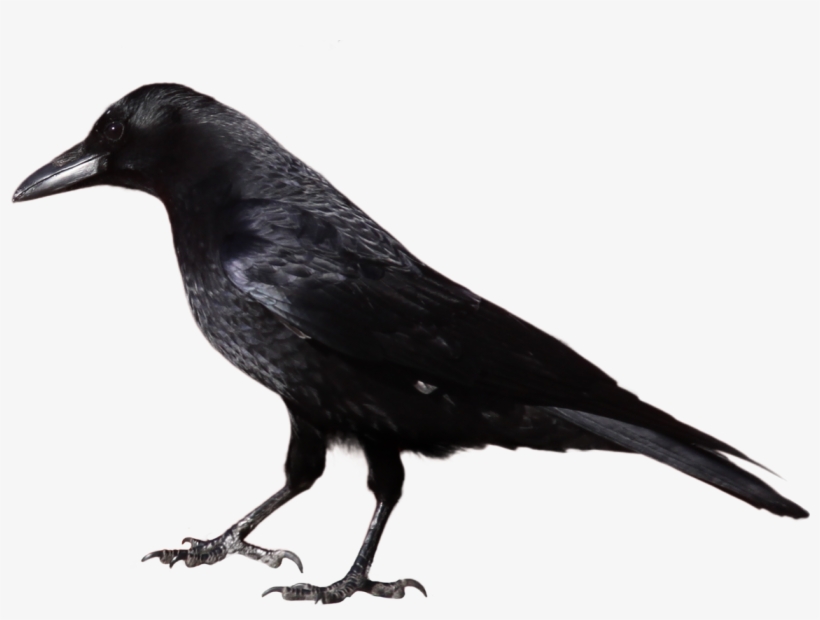 28 Collection Of Crow Clipart Black And White Png - Black And White Image Of Crow, transparent png download