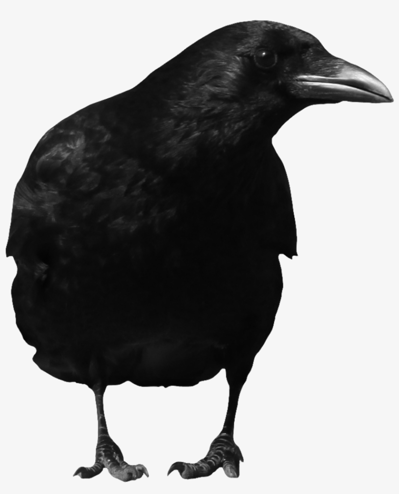 The Crow Png Clip Art Black And White Library - Crow Png, transparent png download