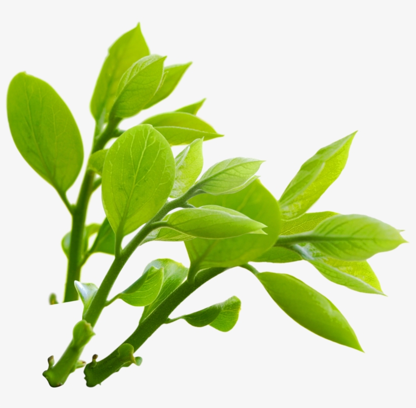 Nature Png Transparent Image - Nature Png, transparent png download