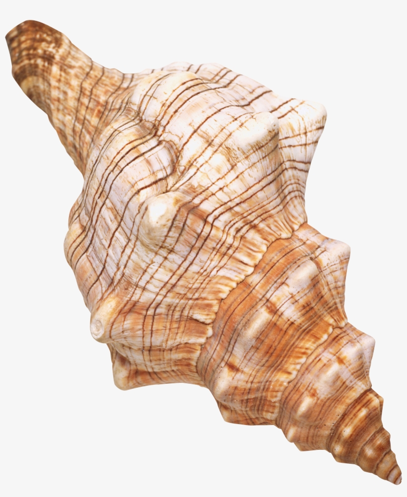 Spelling Mastery Level D, Student Workbook, transparent png download