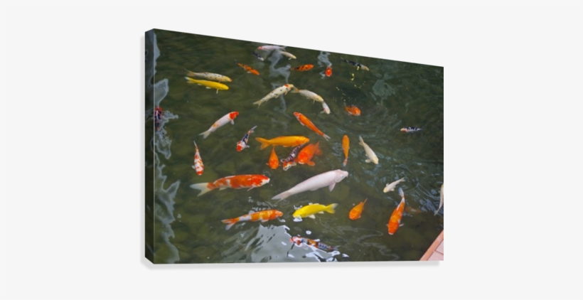 Ornamental Fish - Fish Pond, transparent png download