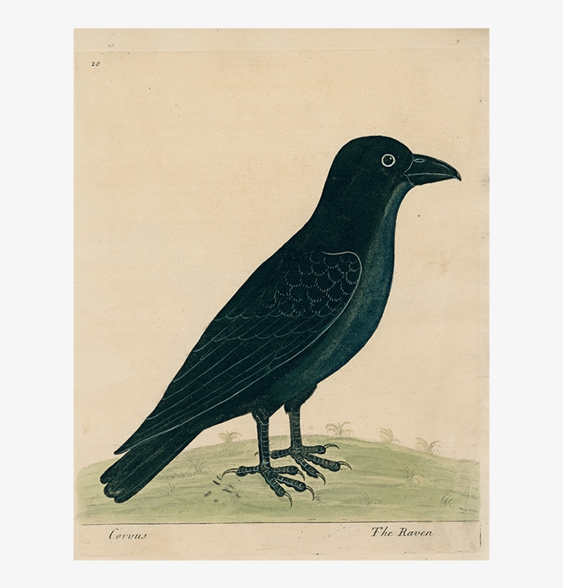 #8-raven (p 229) John Derian Company Inc - Quoth The Raven, "nevermore!", transparent png download