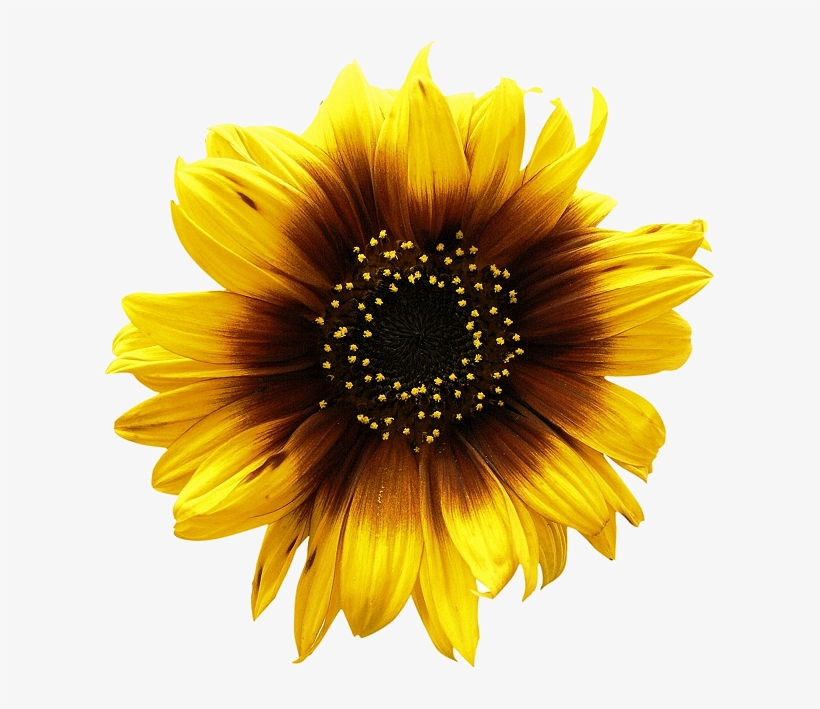 Sunflowers Png, transparent png download
