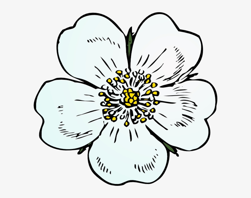 How To Set Use White Rose Clipart, transparent png download