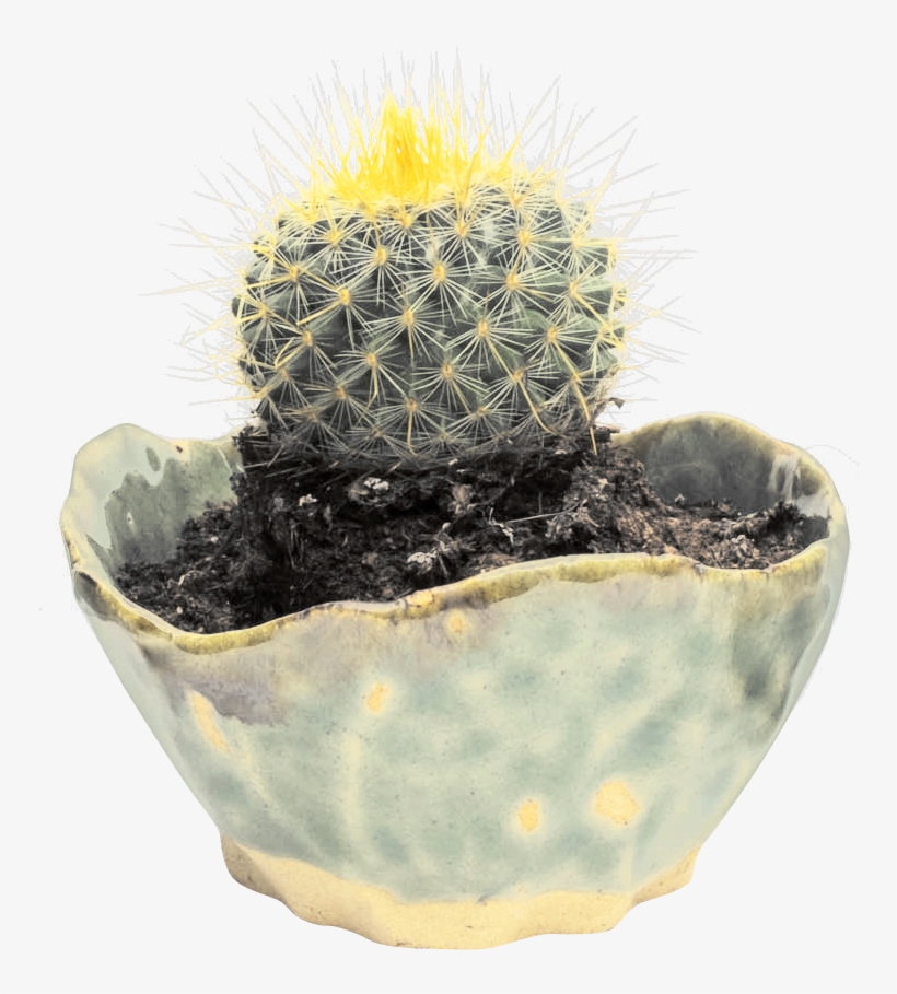 Cactus Png Transparent Image - Cactus, transparent png download