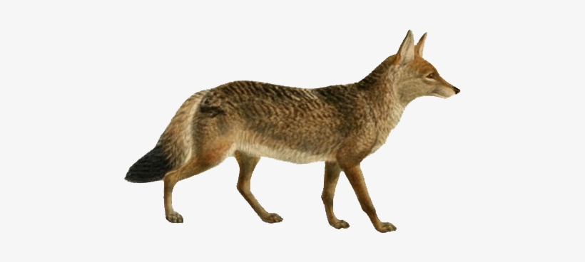 Dogs, Jackals, Wolves, And Foxes - Jackal Png, transparent png download