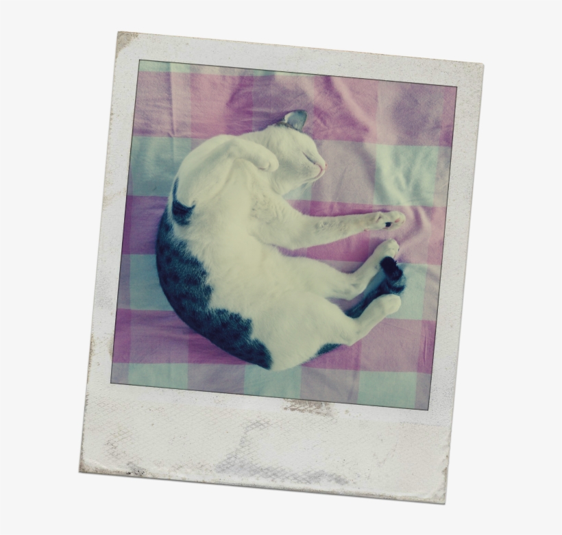 Webinar Snooze - Picture Frame, transparent png download