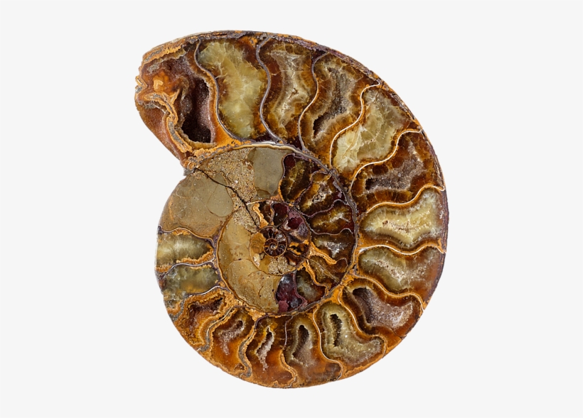 Bleed Area May Not Be Visible - Nautilidae, transparent png download