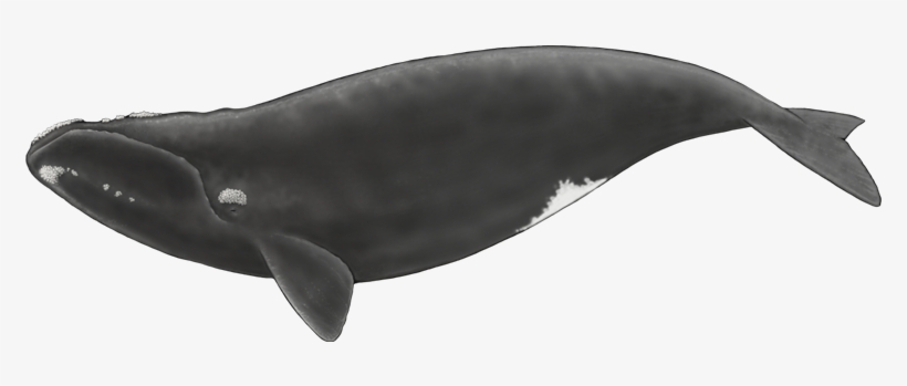 Drawings Drawing Ideas Killer Whale Drawing Lovely - Drawing, transparent png download
