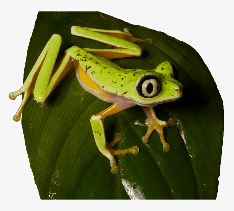 Endangered Frogs And Lily Pads - Agalychnis Lemur, transparent png download