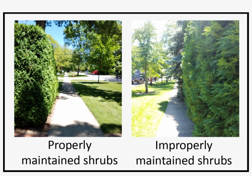 Landscape Obstructions - > - Thuya, transparent png download