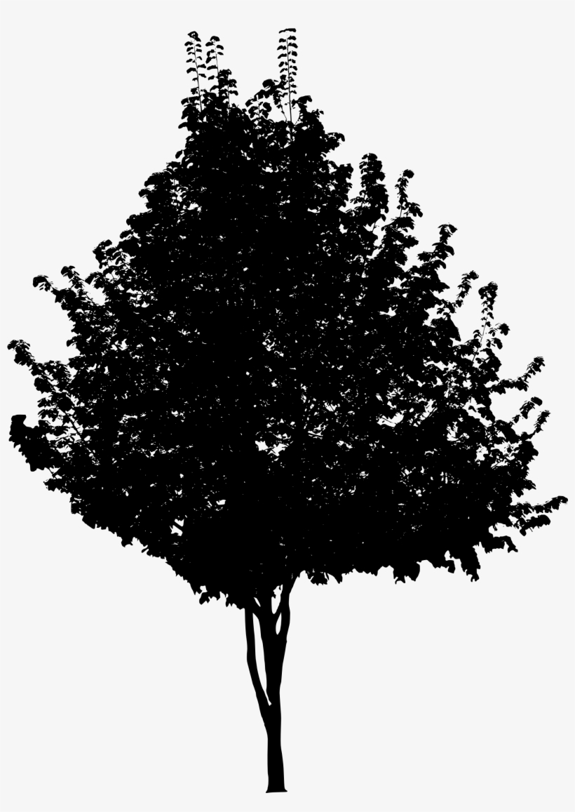 Free Download - Tree Png Black And White, transparent png download
