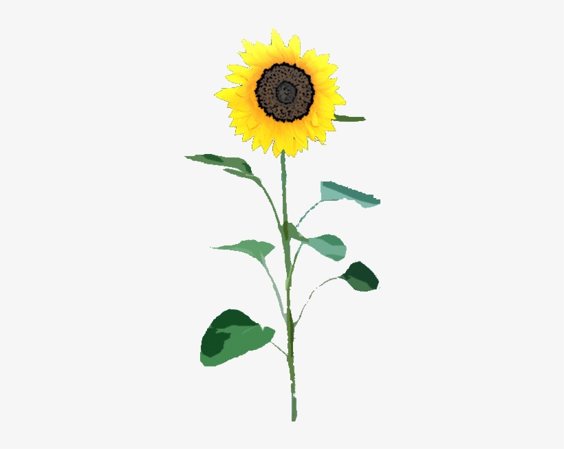 Sunflower Png - Sunflower Png File, transparent png download