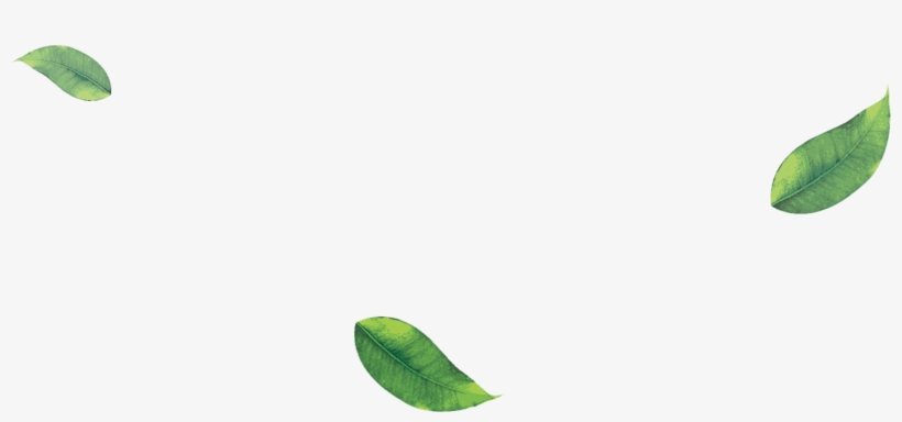 Green Tea Leaves Png Clip Art Royalty Free Library - Tea, transparent png download