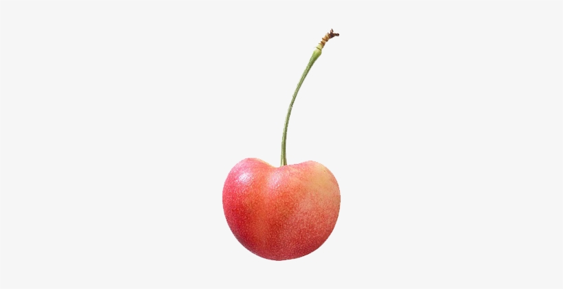 A Very Attractive, Exceptionally Large, Yellow Cherry - Rainier Cherry Png, transparent png download