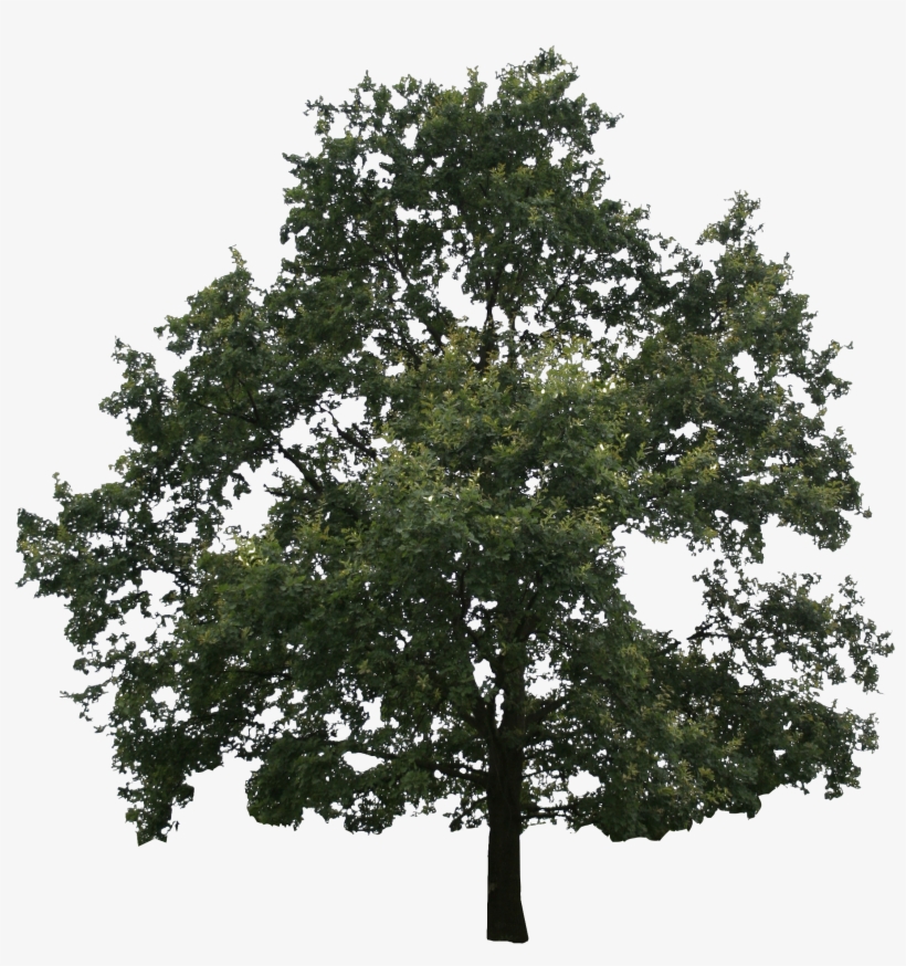 2d Trees - River Birch, transparent png download