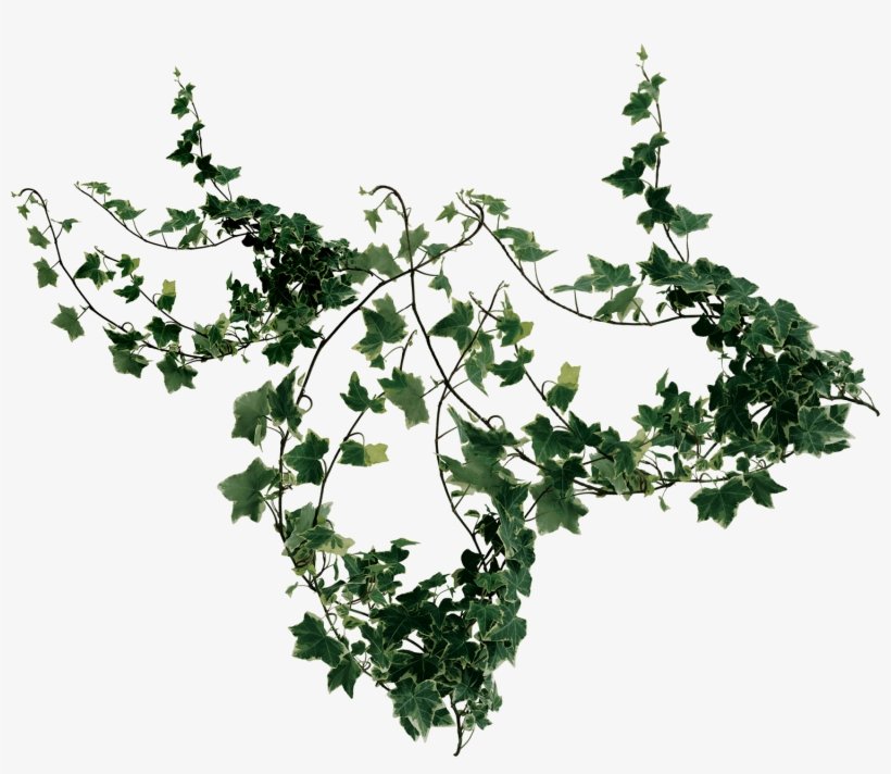 Buy Now - American Holly, transparent png download