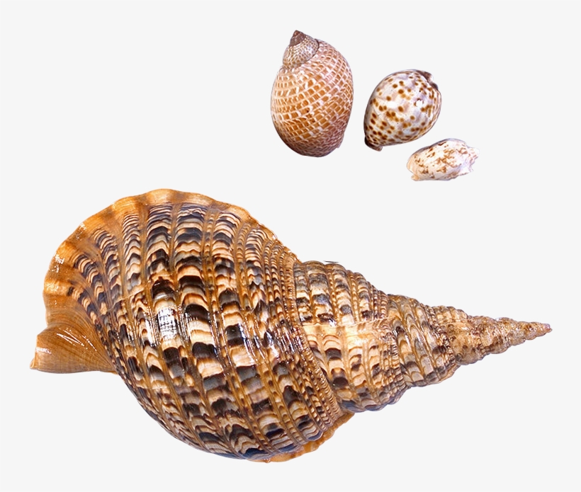 Flamingo Clipart Sea Shell - Sea Snail Png, transparent png download