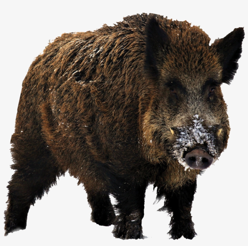 Wild Boar Hd, transparent png download