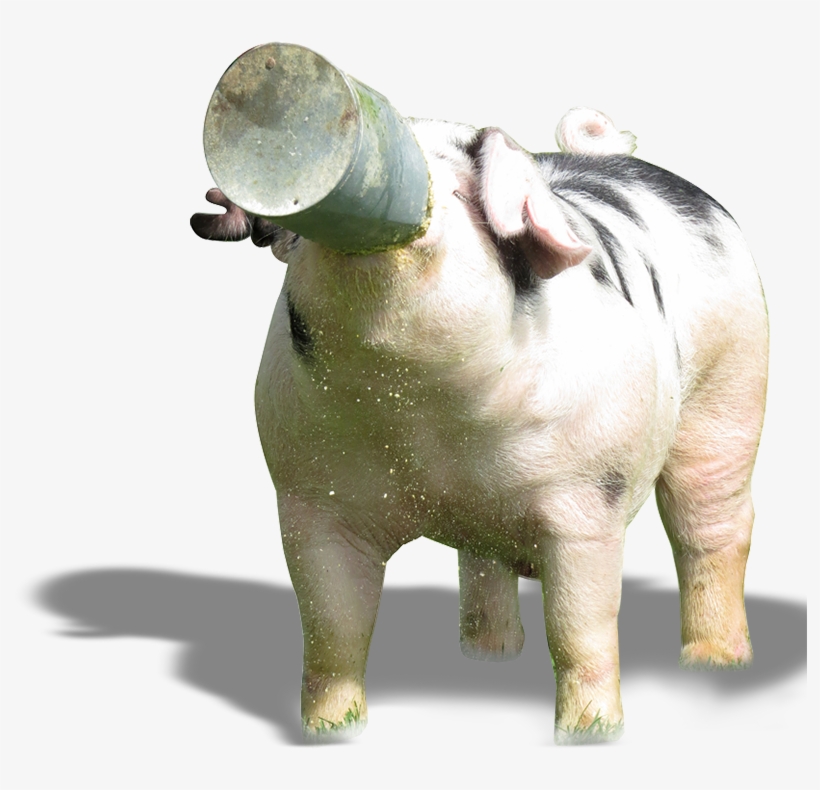 Boar - Drawing, transparent png download