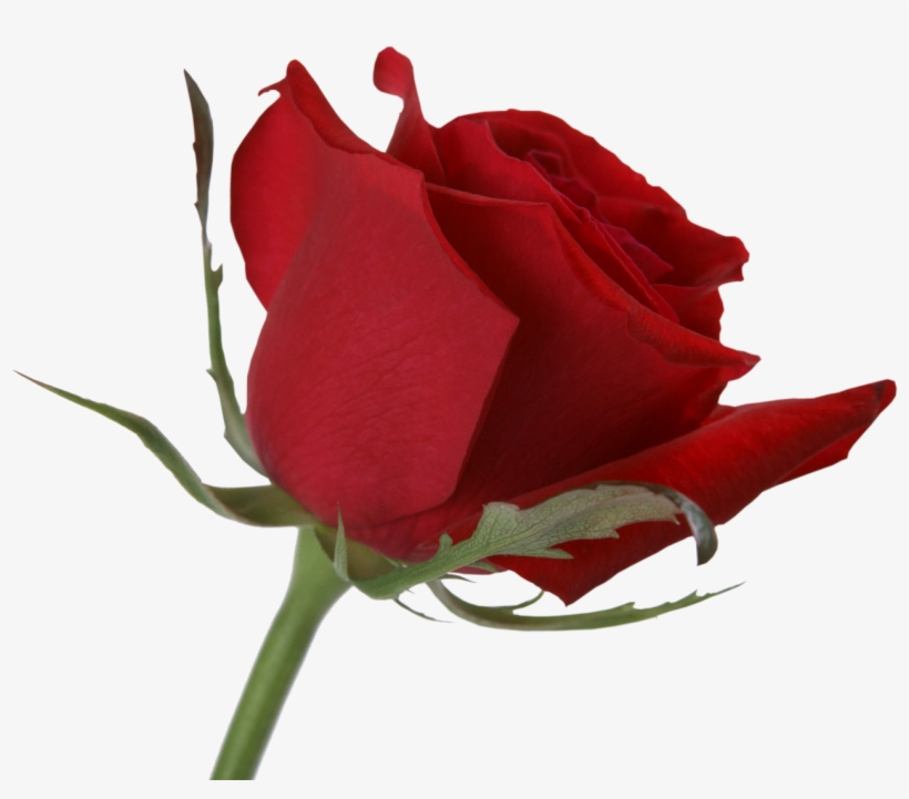 Rose Flower, transparent png download