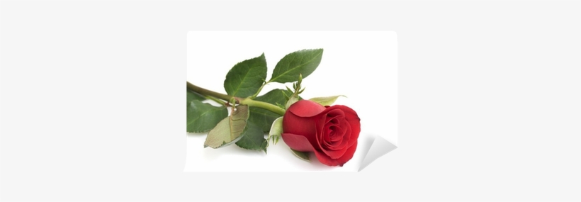 Rose, transparent png download