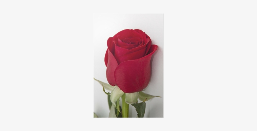 Red, transparent png download