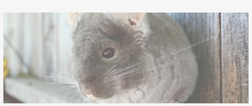 Picture - Mouse, transparent png download