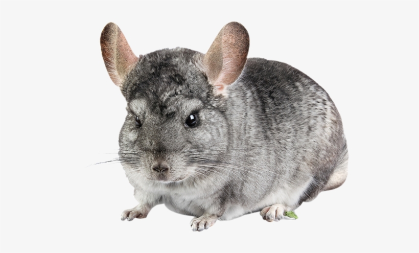 We Care For Pets We Care For Pets - Pet, transparent png download