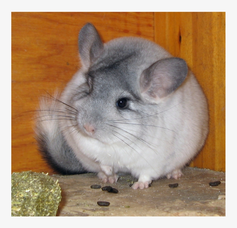 Screen 3 On Flowvella - Animals That Can Be Pets, transparent png download