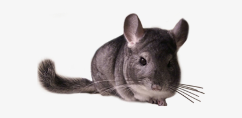 Code Of Best Practice In Chinchilla Breeding - Chinchilla Transparent, transparent png download