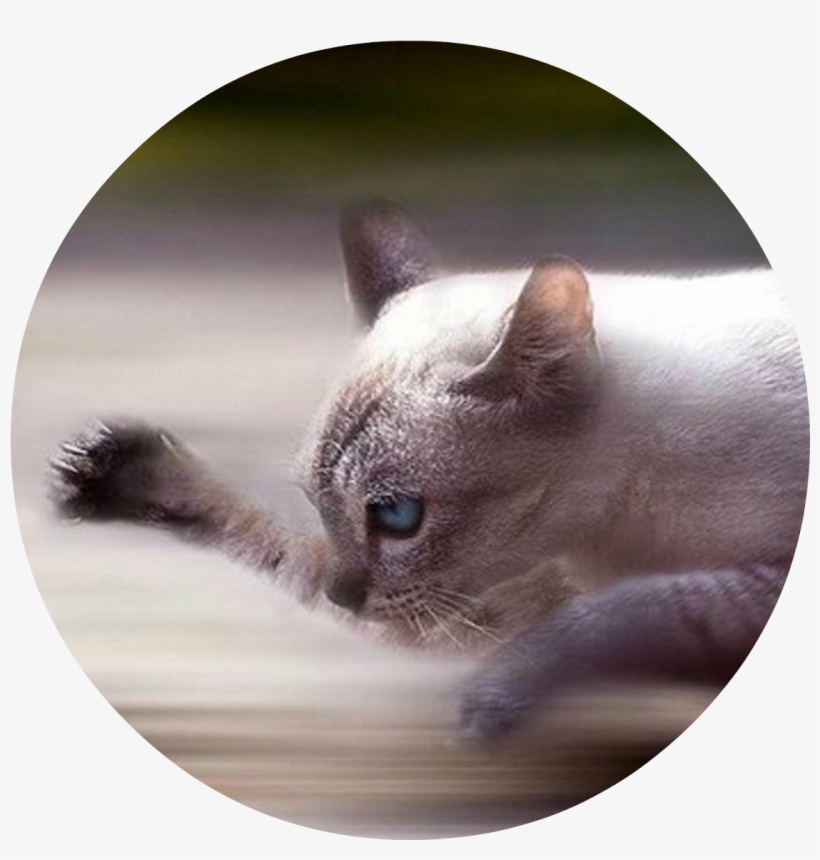 Lotusclan - Cool Photos With Movement, transparent png download