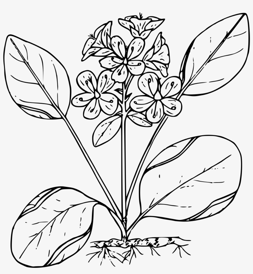 This Free Icons Png Design Of Sierran Spring Beauty, transparent png download