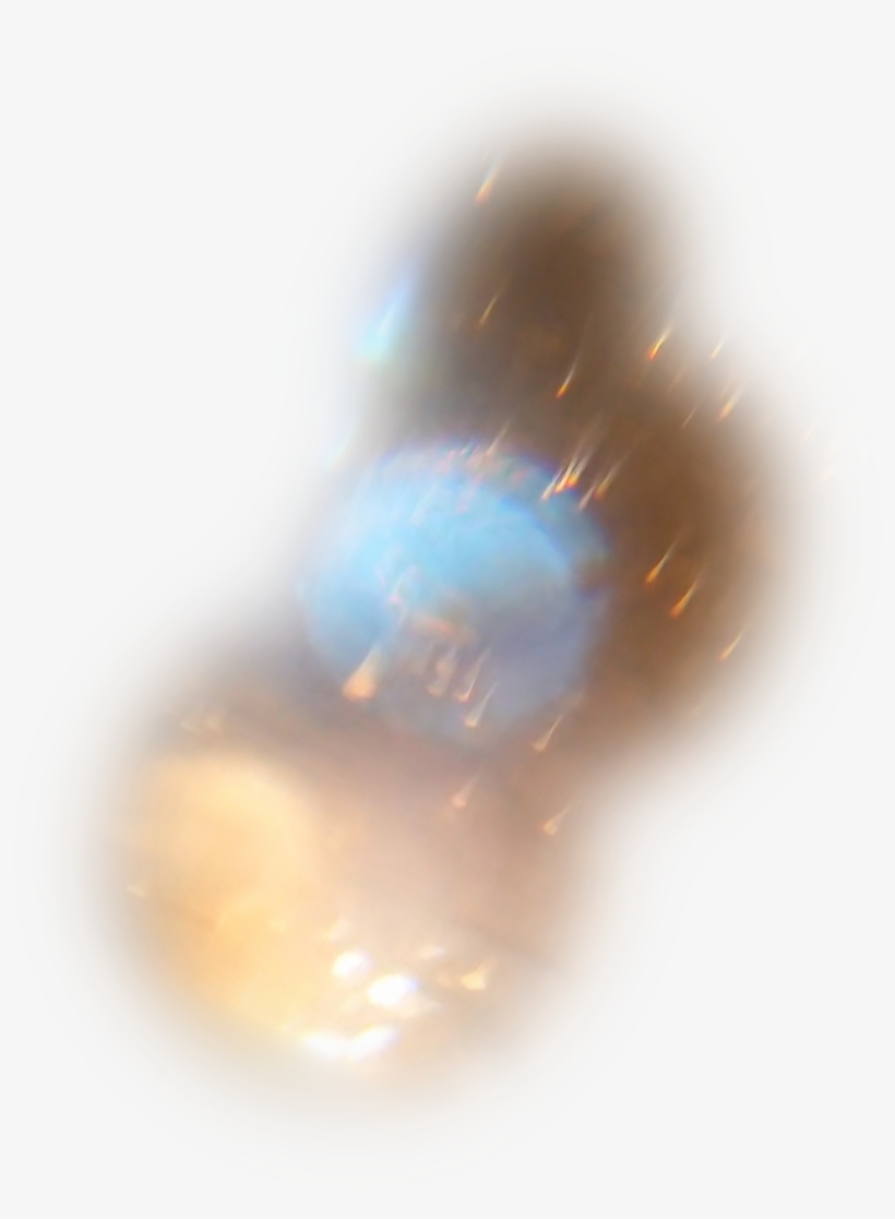 Primitive Followers, Parents Show Themselves As Stubborn - Macro Photography, transparent png download