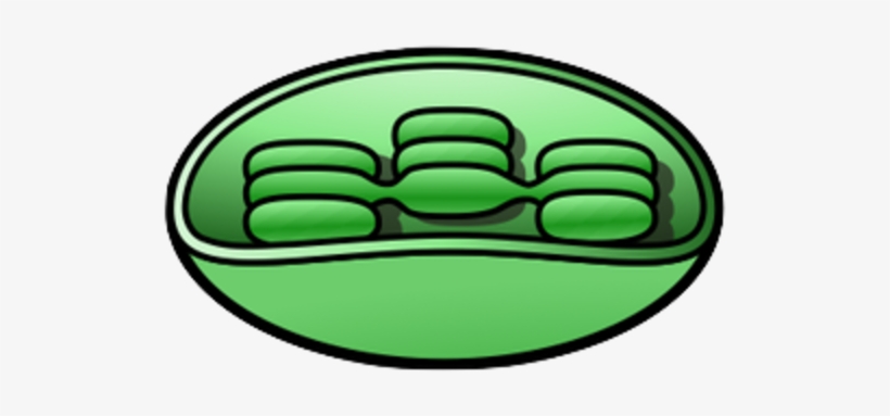 Small - Chloroplast Clip Art, transparent png download