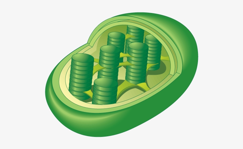 Organelles Of The Cell