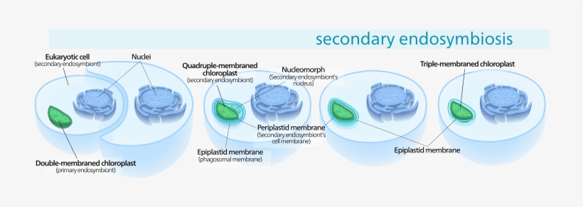 Secondary Endosymbiosis Consisted Of A Eukaryotic Alga - Secondary Endosymbiosis Apicoplast, transparent png download