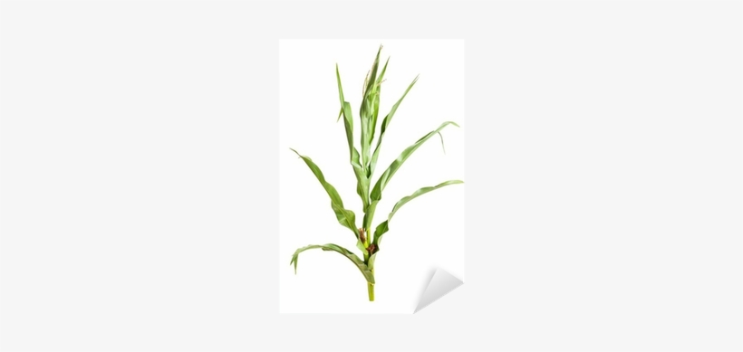 Planta De Maiz Fondo Blanco, transparent png download
