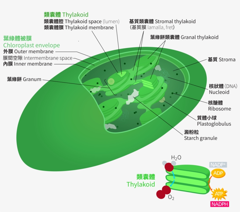 Chloroplast Zh Hant - Chlorophyll In The Thylakoid, transparent png download