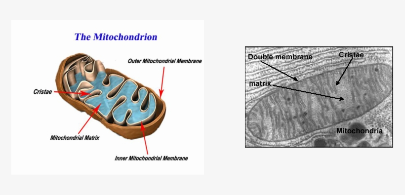 Mitochondria Power House Journal, transparent png download