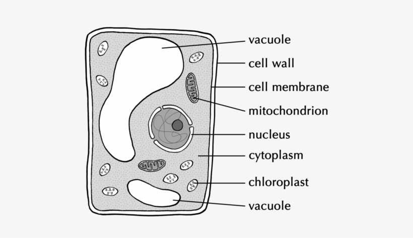 Central Vacuole Black And White, transparent png download