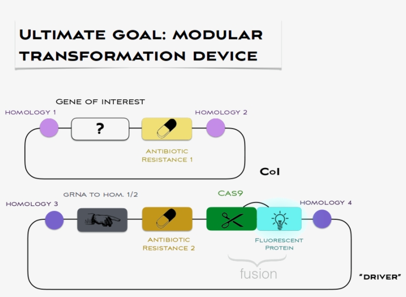 Description/1 - Portable Network Graphics, transparent png download