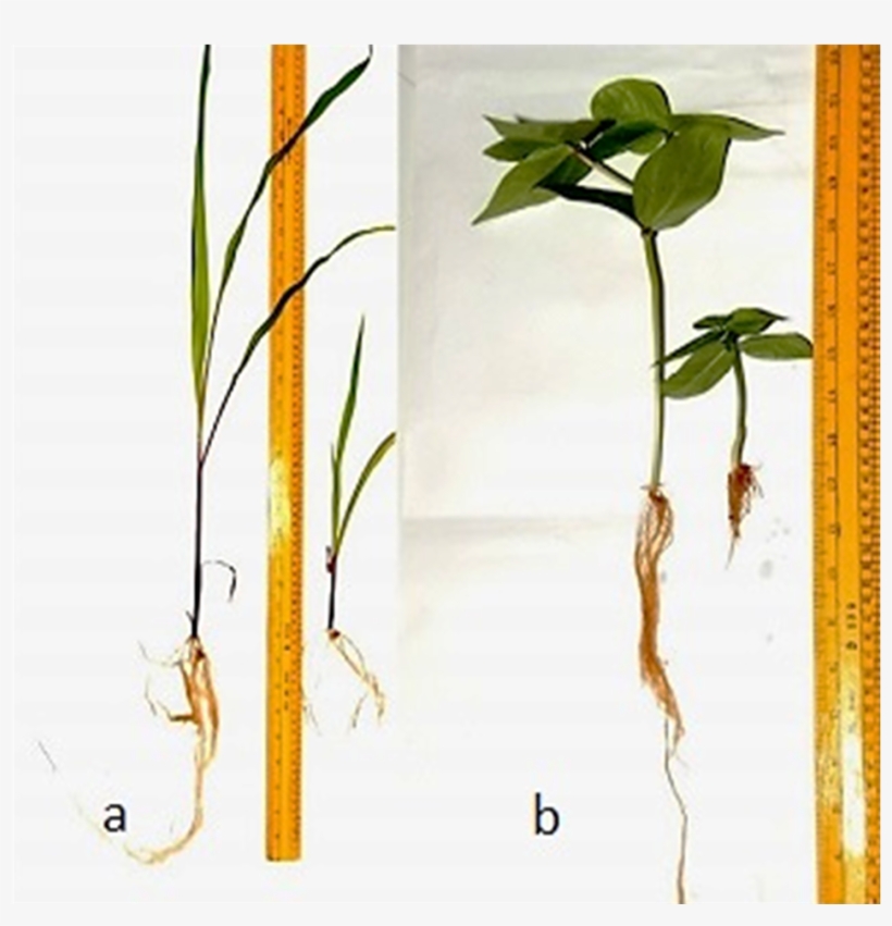 Response Of Plants Grown In Soil Amended With Ground - Tree, transparent png download