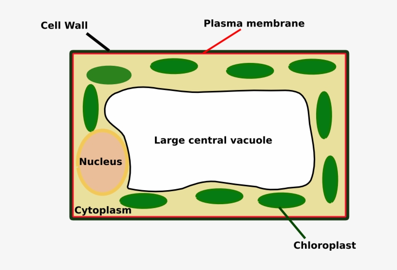 Plantcell2 - Plant Cell Looks Like, transparent png download