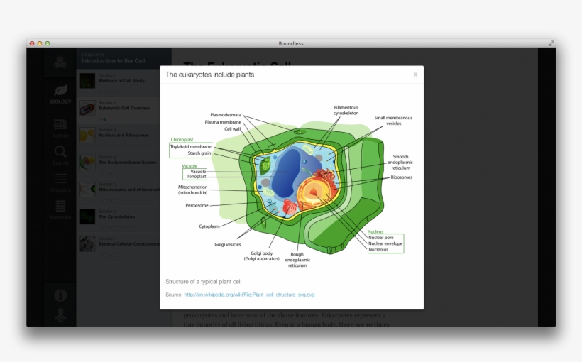Plant Cell Structure, transparent png download