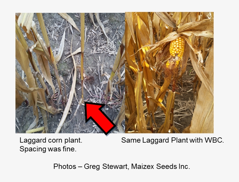 Control Products - Tree, transparent png download